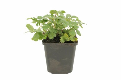 Indisk potentil Potentilla nepalensis 'Miss Willmott' 5-10 potte P9 Potentilla nepalensis 'Miss Willmott'