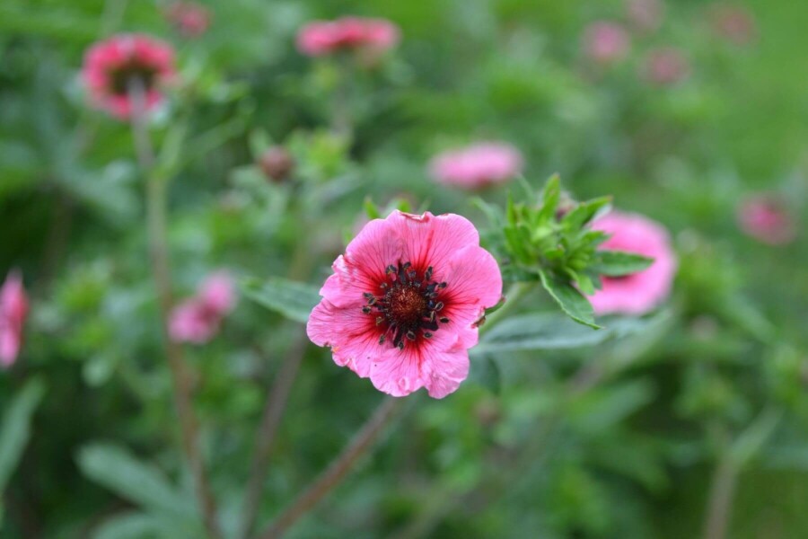 Indisk potentil Potentilla nepalensis 'Miss Willmott' 5-10 potte P9 Potentilla nepalensis 'Miss Willmott'