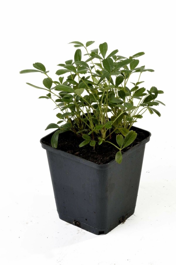 Tretandet potentil Potentilla tridentata 'Nuuk' 5-10 potte P9 Potentilla tridentata 'Nuuk'