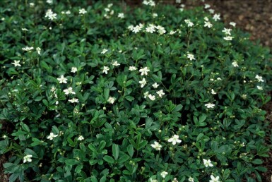 Tretandet potentil Potentilla tridentata 'Nuuk' 5-10 potte P9