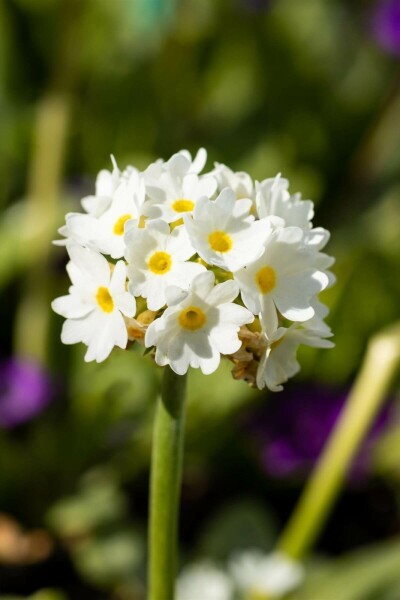 Kugleprimula Primula denticulata 'Alba' 5-10 potte P9 Primula denticulata 'Alba'