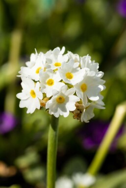 Kugleprimula Primula denticulata 'Alba' 5-10 potte P9 Primula denticulata 'Alba'
