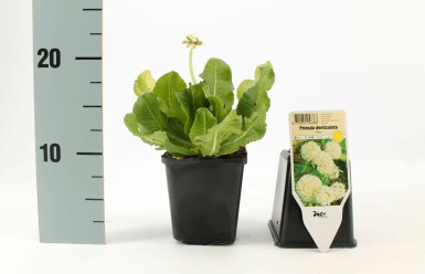 Kugleprimula Primula denticulata 'Alba' 5-10 potte P9 Primula denticulata 'Alba'