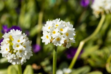 Kugleprimula Primula denticulata 'Alba' 5-10 potte P9 Primula denticulata 'Alba'