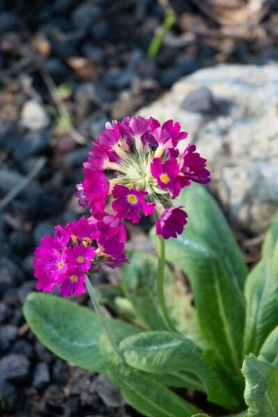Kugleprimula Primula denticulata 'Rubin' 5-10 potte P9 Primula denticulata 'Rubin'