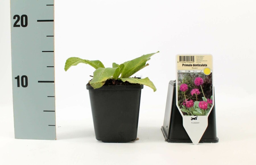 Kugleprimula Primula denticulata 'Rubin' 5-10 potte P9 Primula denticulata 'Rubin'