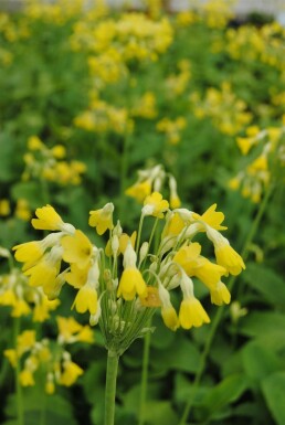 Kæmpeprimula Primula florindae 5-10 potte P9 Primula florindae