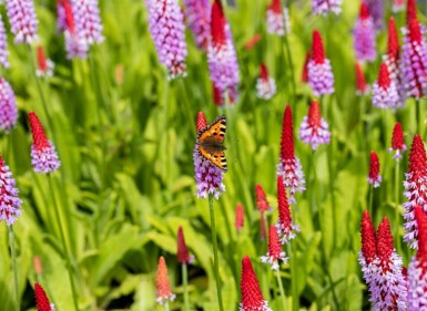 Hyacintprimula Primula vialii 5-10 potte P9