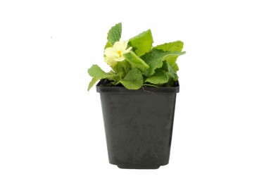 Storblomstret kodriver Primula vulgaris 5-10 potte P9