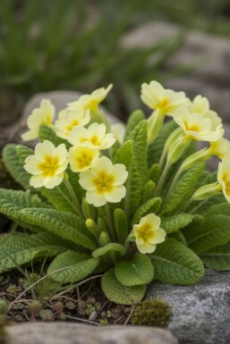 Storblomstret kodriver Primula vulgaris 5-10 potte P9 Primula vulgaris