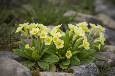 Storblomstret kodriver Primula vulgaris 5-10 potte P9 Primula vulgaris