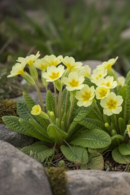 Storblomstret kodriver Primula vulgaris 5-10 potte P9 Primula vulgaris