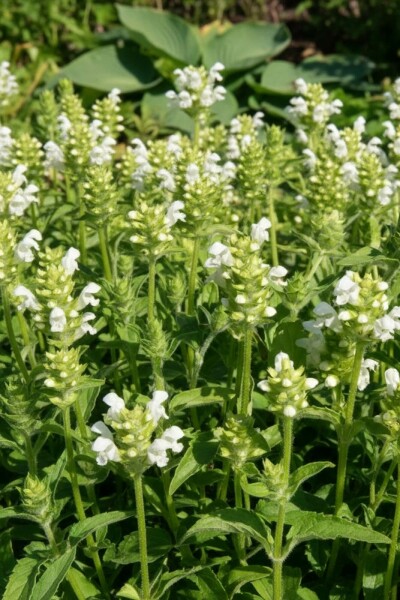 Storblomstret brunelle Prunella grandiflora 'Alba' 5-10 potte P9 Prunella grandiflora 'Alba'