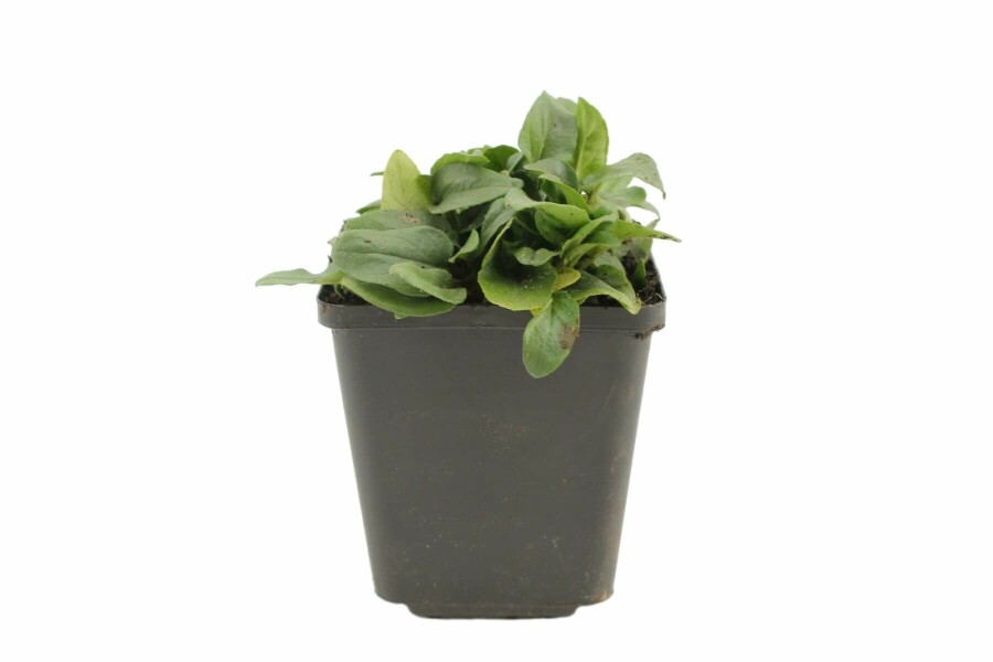 Storblomstret brunelle Prunella grandiflora 'Alba' 5-10 potte P9 Prunella grandiflora 'Alba'