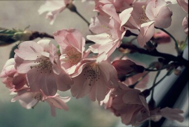 Blomme Prunus 'Accolade' busk 100-125 potte C12