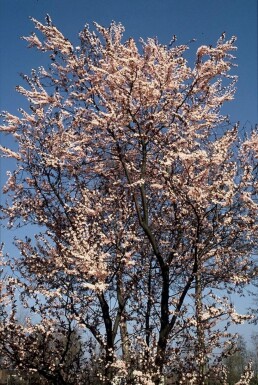 Myrobalan plum Prunus cerasifera 'Nigra' busk 40-50 potte C3