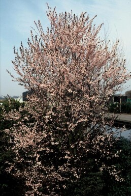 Myrobalan plum Prunus cerasifera 'Nigra' busk 40-50 potte C3