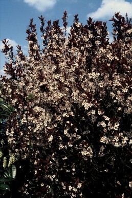 Dværgblodblomme Prunus × cistena busk 30-40 potte C2,5
