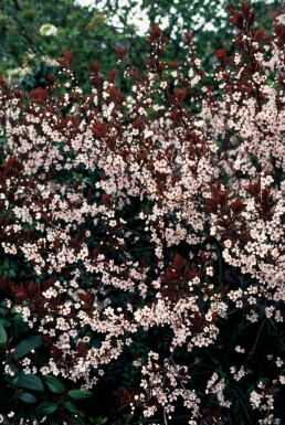 Dværgblodblomme Prunus × cistena busk 30-40 potte C2,5