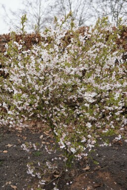 Fujikirsebær Prunus incisa 'Kojou No Mai' busk 30-40 potte C2