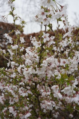Fujikirsebær Prunus incisa 'Kojou No Mai' busk 30-40 potte C2