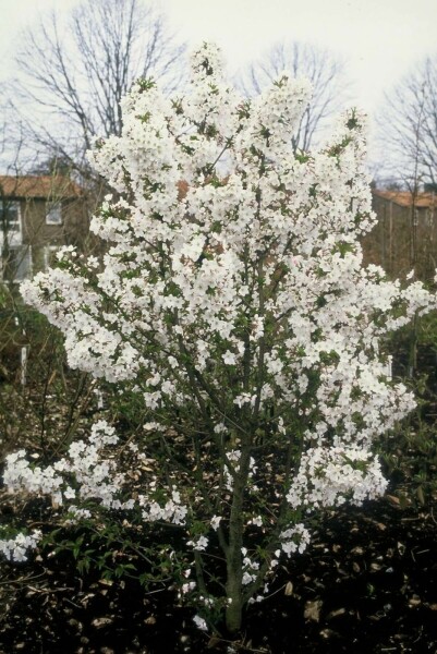 Bjergkirsebær Prunus nipponica 'Brillant' busk 30-40 potte C3 Prunus nipponica 'Brillant' busk 30-40 cm