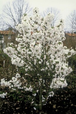Bjergkirsebær Prunus nipponica 'Brillant' busk 30-40 potte C3 Prunus nipponica 'Brillant' busk 30-40 cm