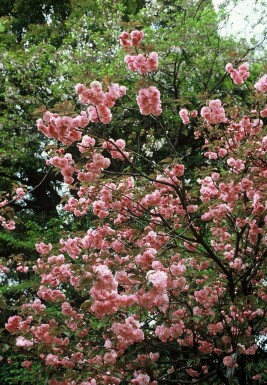 Japansk kirsebær Prunus serrulata 'Kanzan' busk 100-125 potte C12