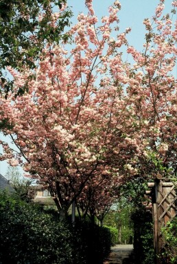 Japansk kirsebær Prunus serrulata 'Kanzan' busk 100-125 potte C12