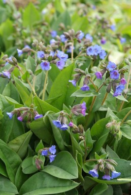 Himmelblå lungeurt Pulmonaria angustifolia 'Blue Ensign' 5-10 potte P9 Pulmonaria angustifolia 'Blue Ensign'