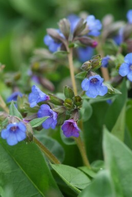 Himmelblå lungeurt Pulmonaria angustifolia 'Blue Ensign' 5-10 potte P9 Pulmonaria angustifolia 'Blue Ensign'