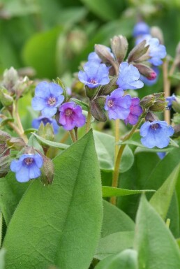 Himmelblå lungeurt Pulmonaria angustifolia 'Blue Ensign' 5-10 potte P9