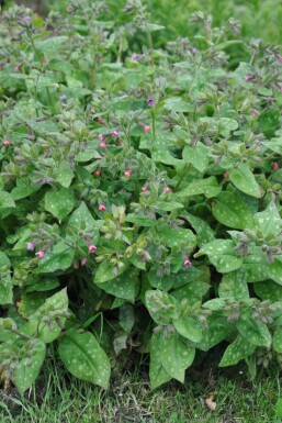 Pulmonaria saccharata 'Mrs. Moon'