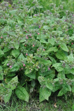 Broget lungeurt Pulmonaria saccharata 'Mrs. Moon' 5-10 potte P9 Pulmonaria saccharata 'Mrs. Moon'