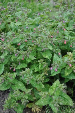 Broget lungeurt Pulmonaria saccharata 'Mrs. Moon' 5-10 potte P9