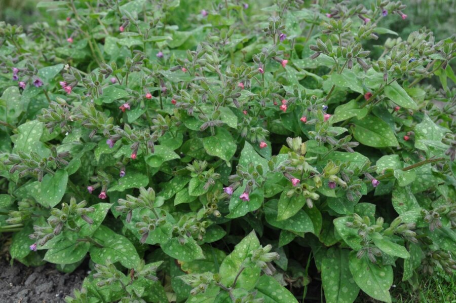 Broget lungeurt Pulmonaria saccharata 'Mrs. Moon' 5-10 potte P9 Pulmonaria saccharata 'Mrs. Moon'