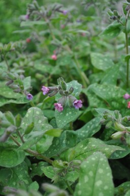 Broget lungeurt Pulmonaria saccharata 'Mrs. Moon' 5-10 potte P9 Pulmonaria saccharata 'Mrs. Moon'
