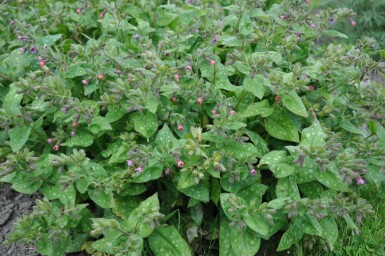 Broget lungeurt Pulmonaria saccharata 'Mrs. Moon' 5-10 potte P9