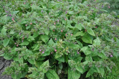 Broget lungeurt Pulmonaria saccharata 'Mrs. Moon' 5-10 potte P9 Pulmonaria saccharata 'Mrs. Moon'
