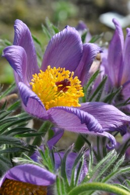 Opret kobjælde Pulsatilla vulgaris 5-10 potte P9 Pulsatilla vulgaris