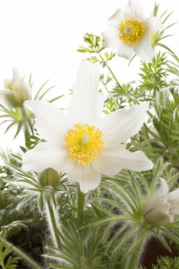 Opret kobjælde Pulsatilla vulgaris 'Alba' 5-10 potte P9 Pulsatilla vulgaris 'Alba'