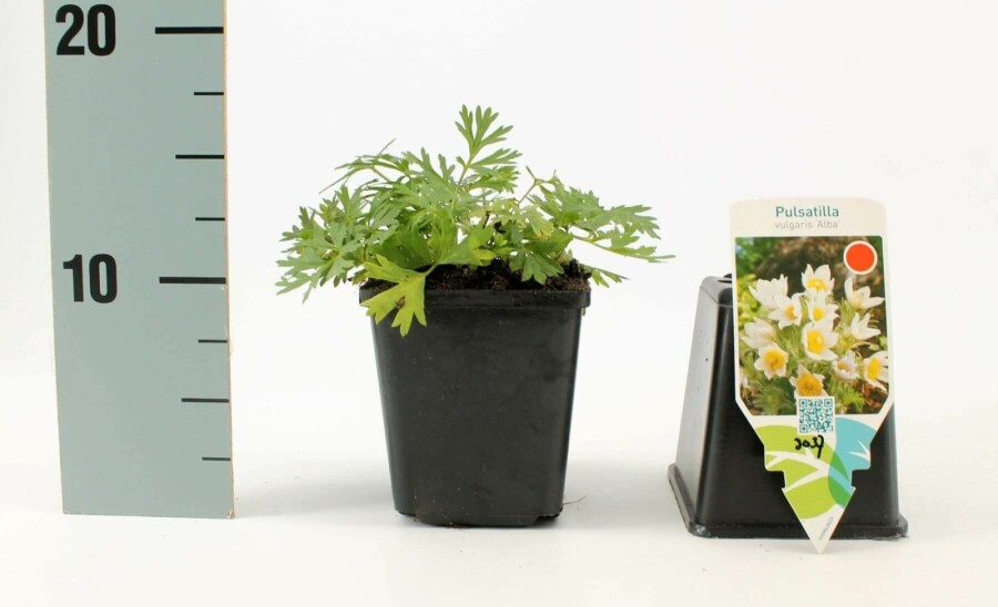 Opret kobjælde Pulsatilla vulgaris 'Alba' 5-10 potte P9 Pulsatilla vulgaris 'Alba'