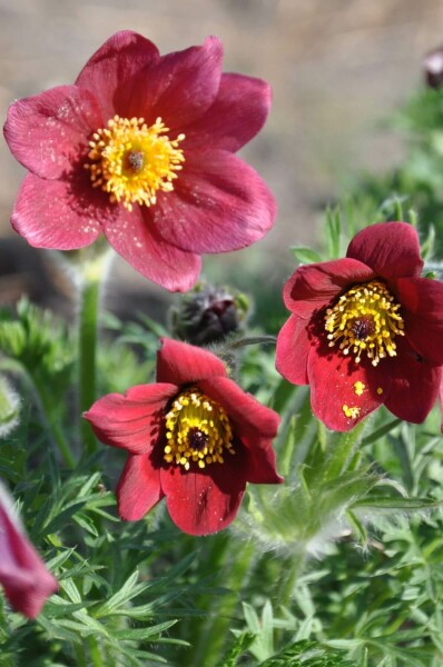 Opret kobjælde Pulsatilla vulgaris 'Rubra' 5-10 potte P9 Pulsatilla vulgaris 'Rubra'