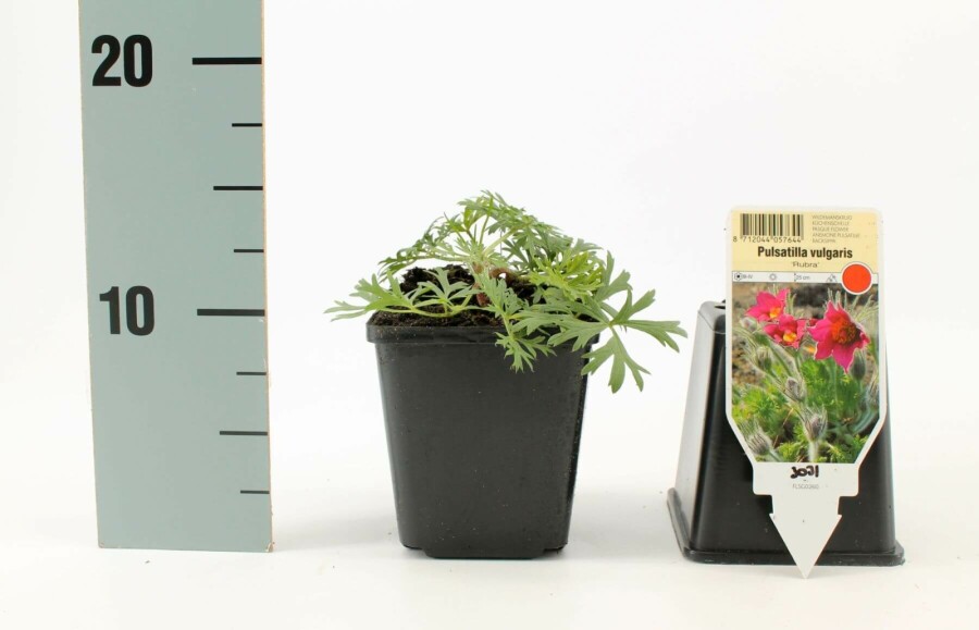 Opret kobjælde Pulsatilla vulgaris 'Rubra' 5-10 potte P9 Pulsatilla vulgaris 'Rubra'