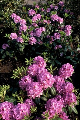 Rhododendron Rhododendron 'Catawbiense grandiflorum' busk 60-80 potte C12