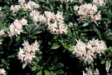Rhododendron Rhododendron 'Cunningham's White' busk 40-50 potte C7,5