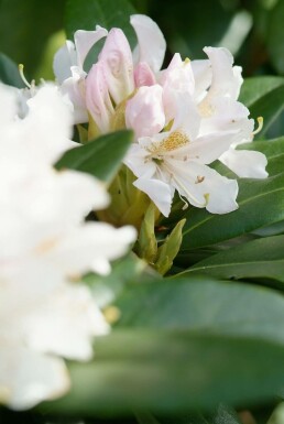 Rhododendron Rhododendron 'Cunningham's White' busk 40-50 potte C7,5