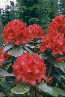 Rhododendron Rhododendron 'Nova Zembla' busk 60-80 potte C12