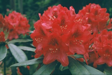 Rhododendron Rhododendron 'Nova Zembla' busk 60-80 potte C12