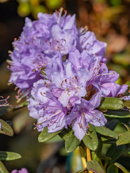 Rhododendron 'Ramapo' C2 20-30